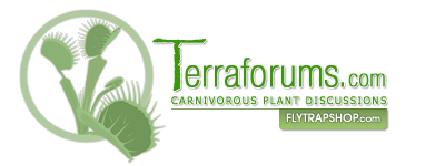 TerraForums Venus Flytrap, Nepenthes, Drosera and more talk - Powered by vBulletin